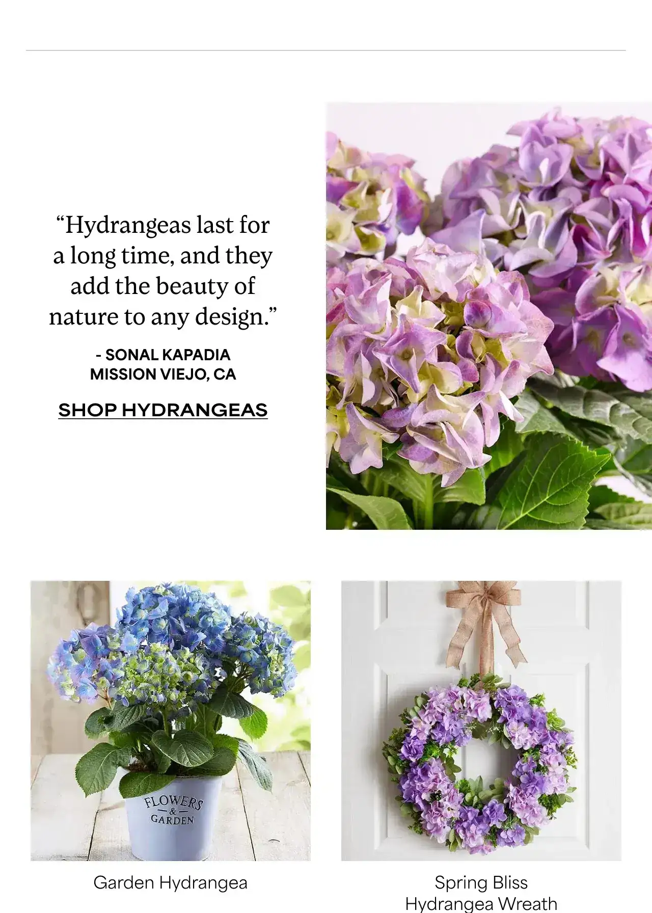 SHOP HYDRANGEAS