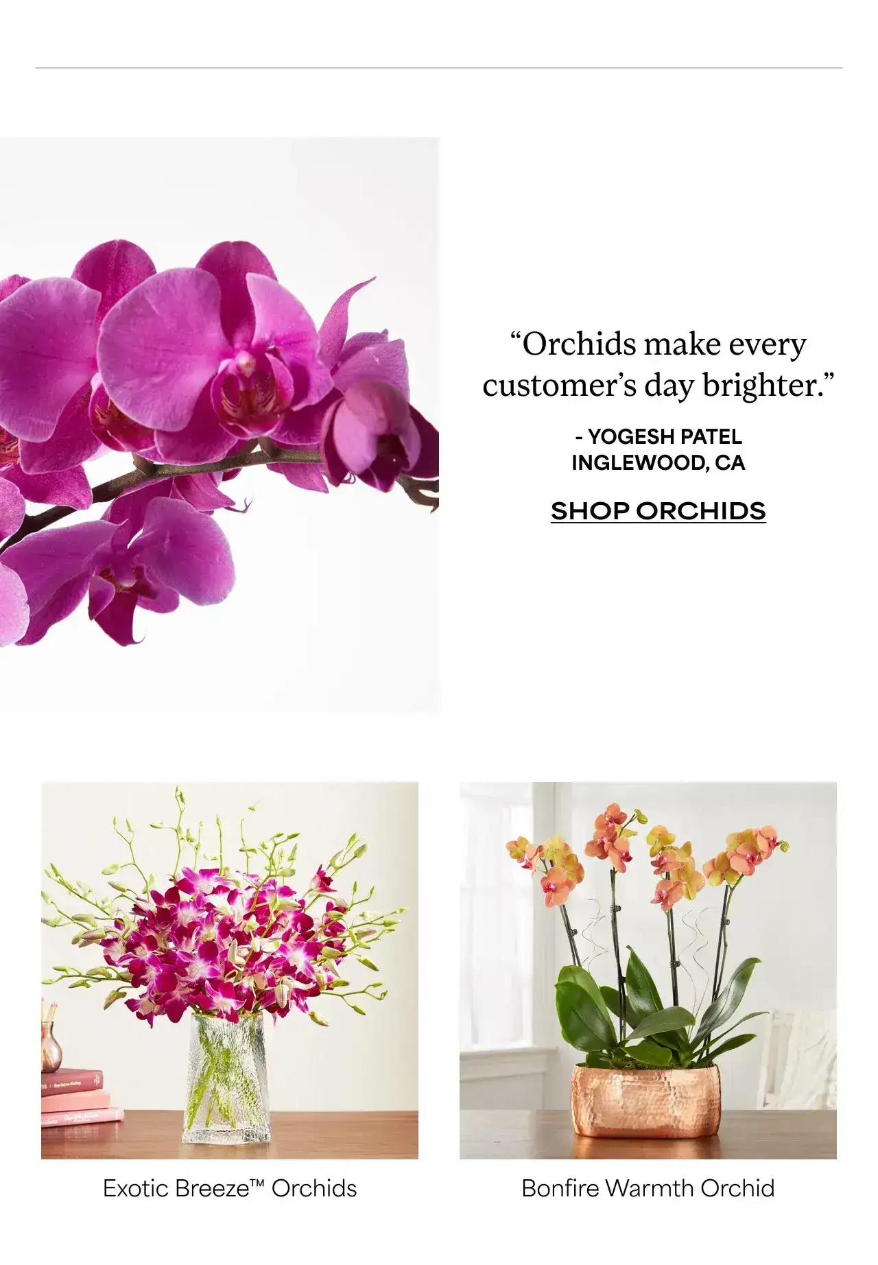 SHOP ORCHIDS