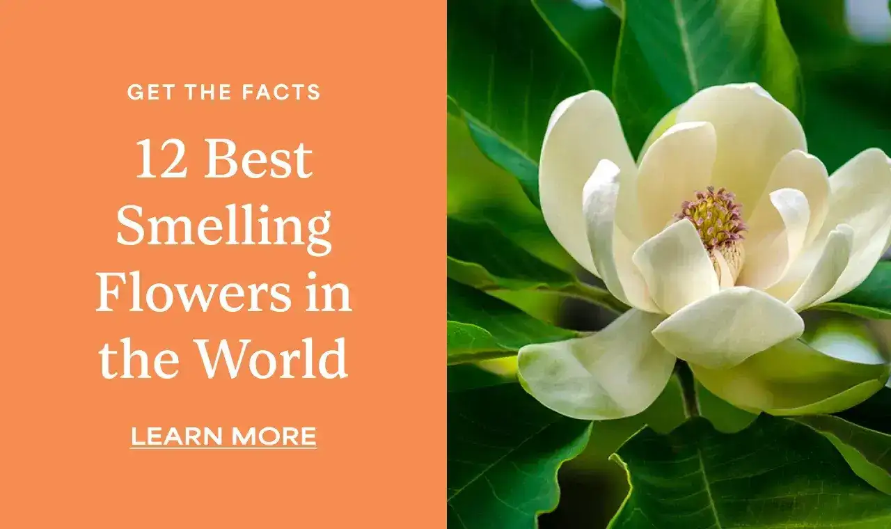 12 BEST SMELLING FLOWERS IN THE WORLD