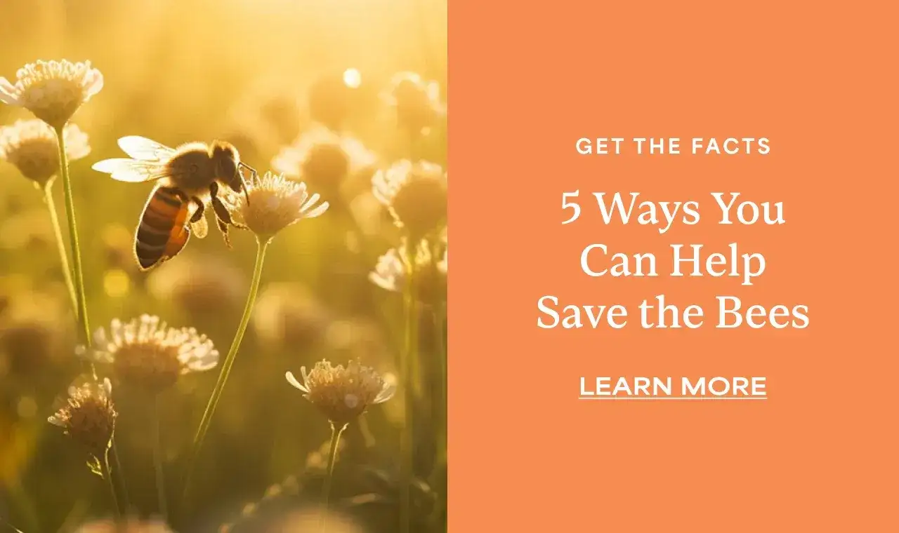 5 WAYS YOU CAN HELP SAVE THE BEES