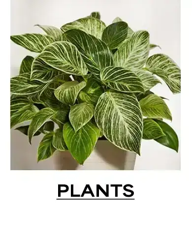 Plants