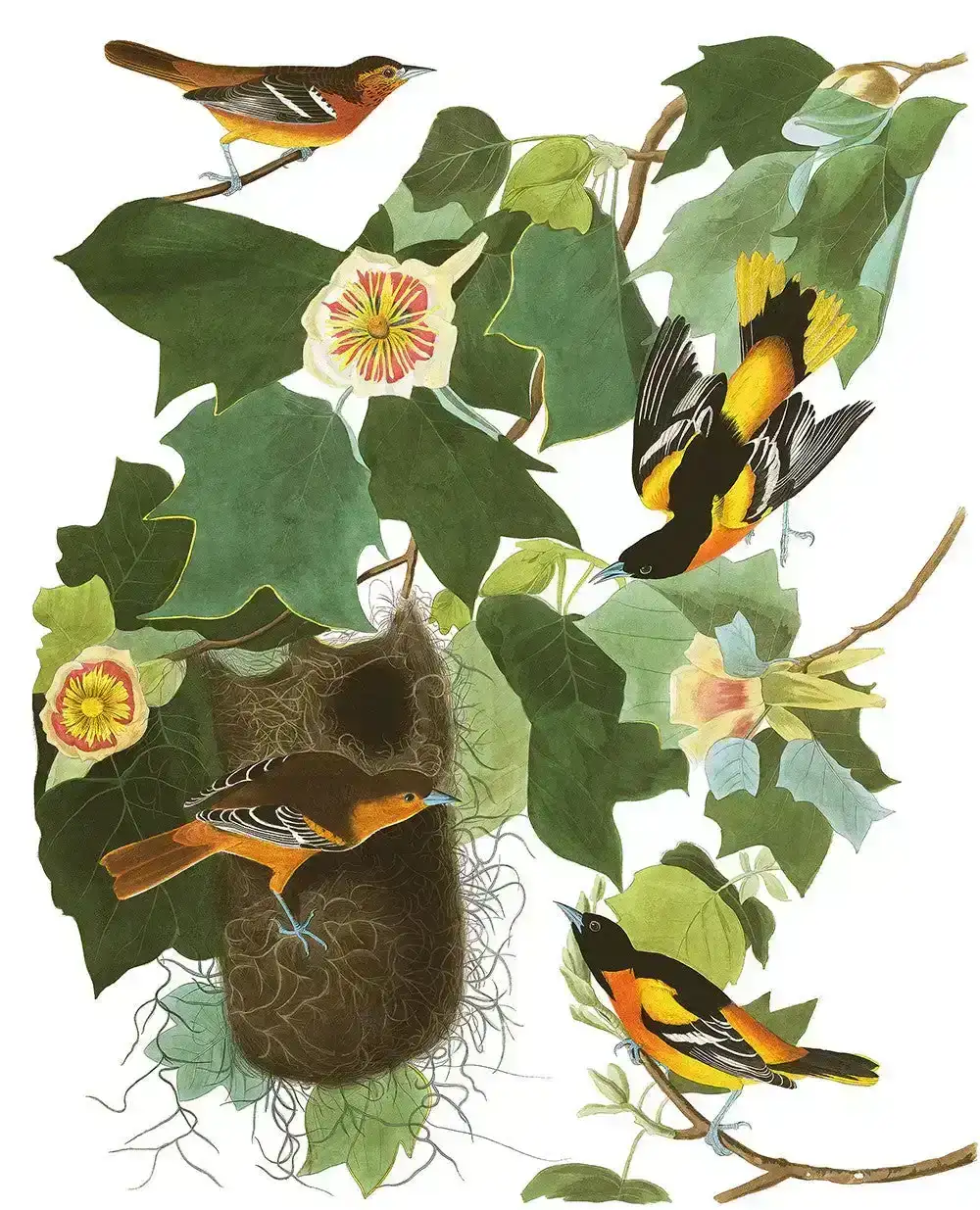 Image of Plate 12: Baltimore Oriole (Final Sale)