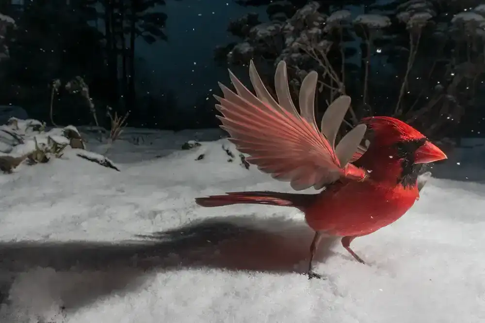 Image of Technicolor (Northern Cardinal)