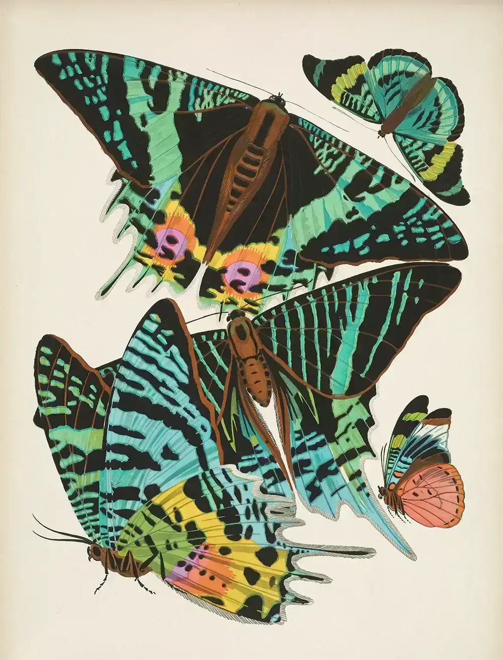 Image of Papillons, Plate 7