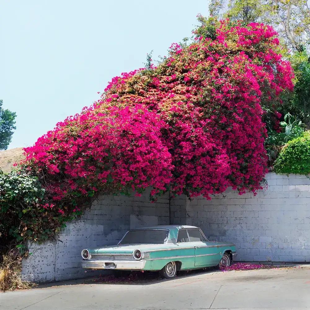 Image of Bougainvillea Galaxie