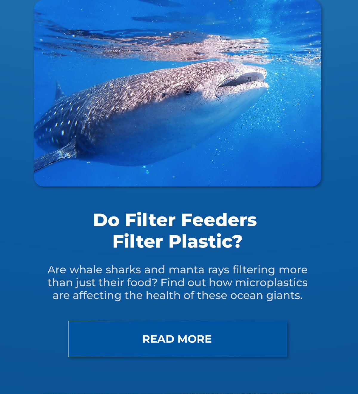 Do Filter Feeders Filter Plastic?