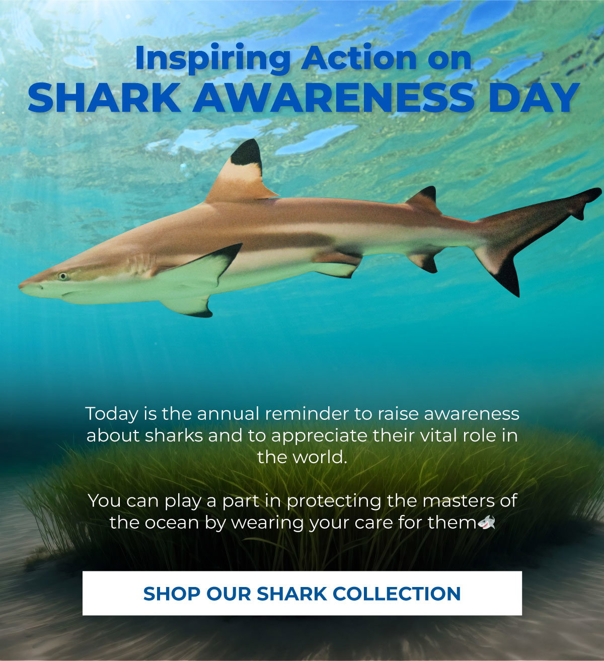 Inspiring Action on Shark Awareness Day