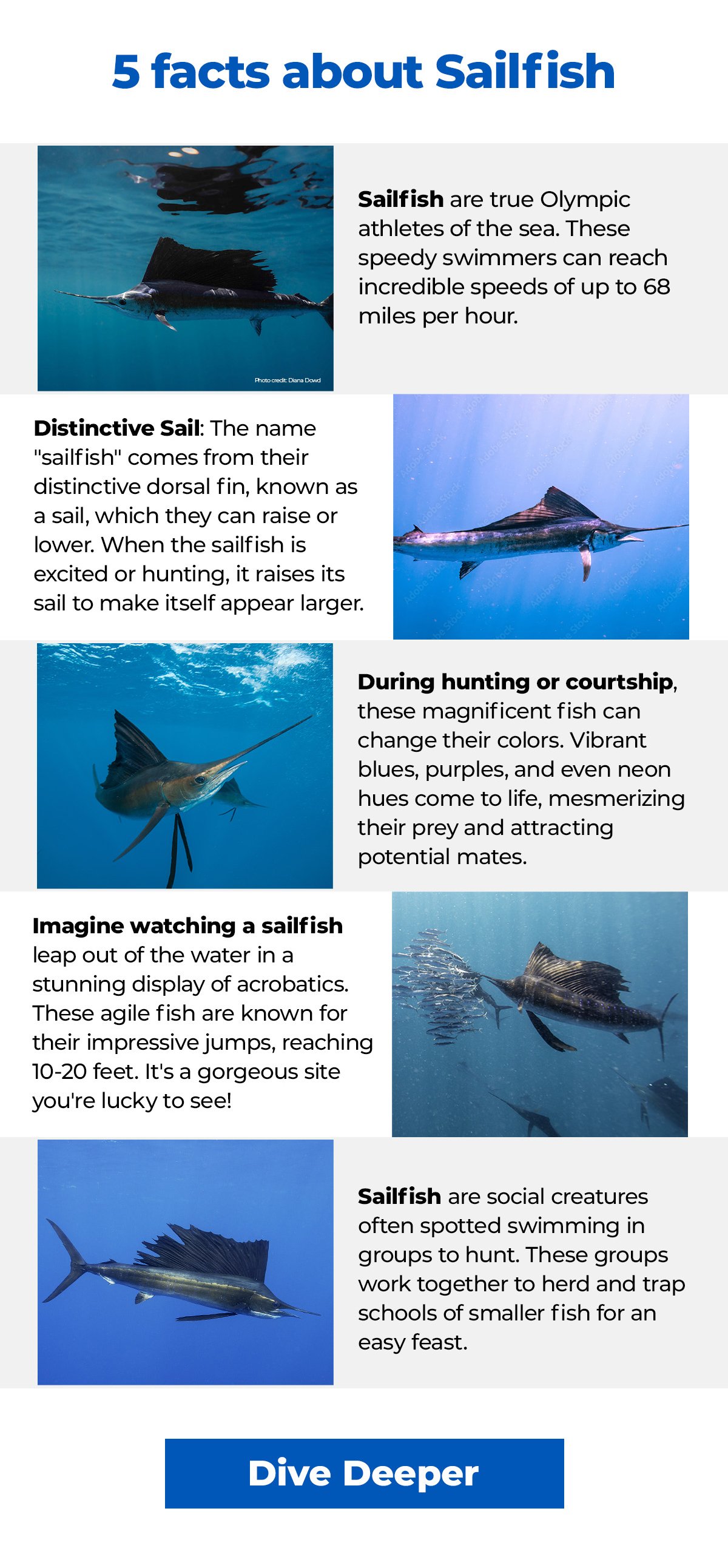 5 facts about Sailfish