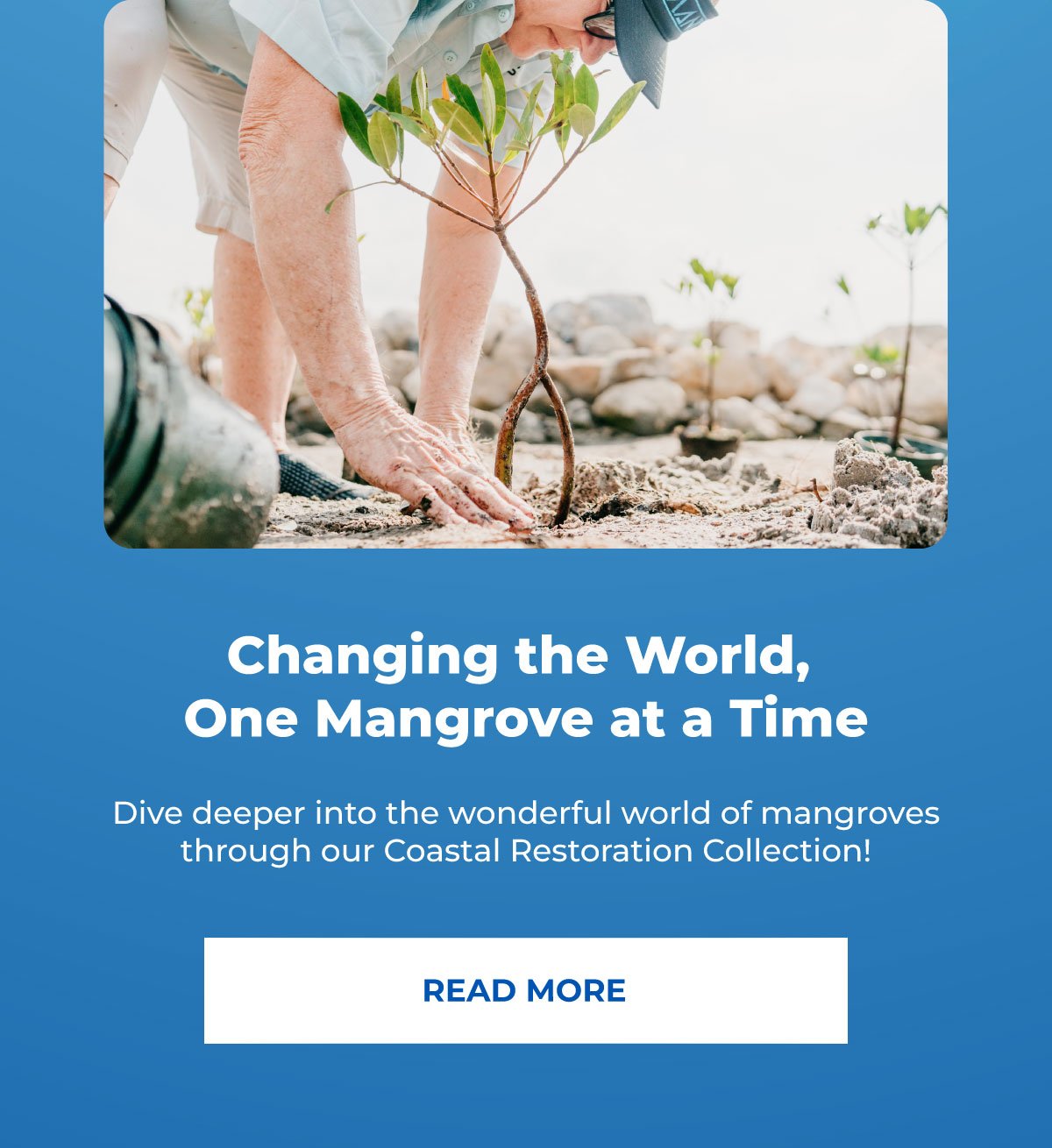 Changing the World, One Mangrove at a Time