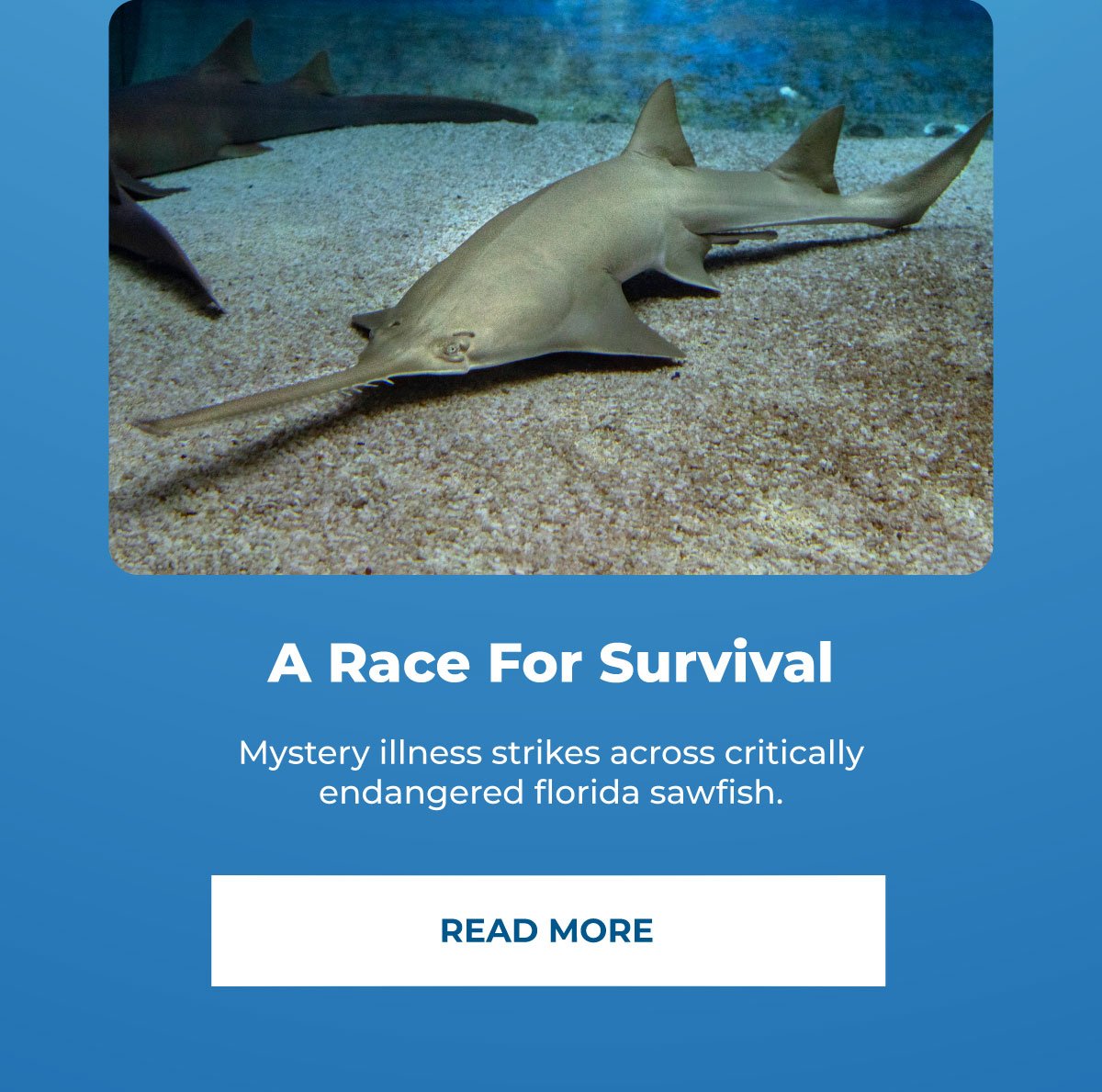 A Race for survival