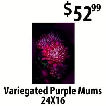 Purple mums art at \\$52.99