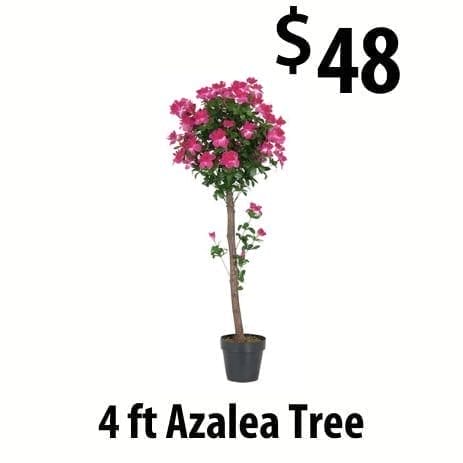 4 foot azalea tree at \\$48