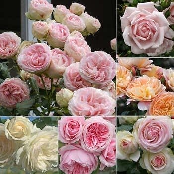 Heirloom Roses