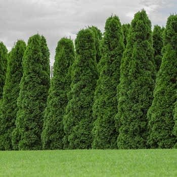 Emerald Green Arborvitae 10-Pack