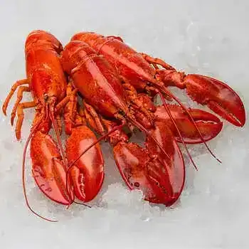 Whole Cooked Cold Water Lobsters, (8-9/1.25 lbs Each Lobster), 1 Case Totaling 12 lbs