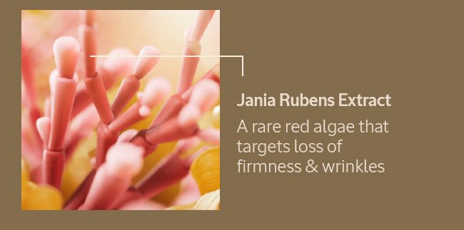 JANIA RUBENS EXTRACT | A RARE RED ALGAE THAT TARGETS LOSS OF FIRMNESS AND WRINKLES