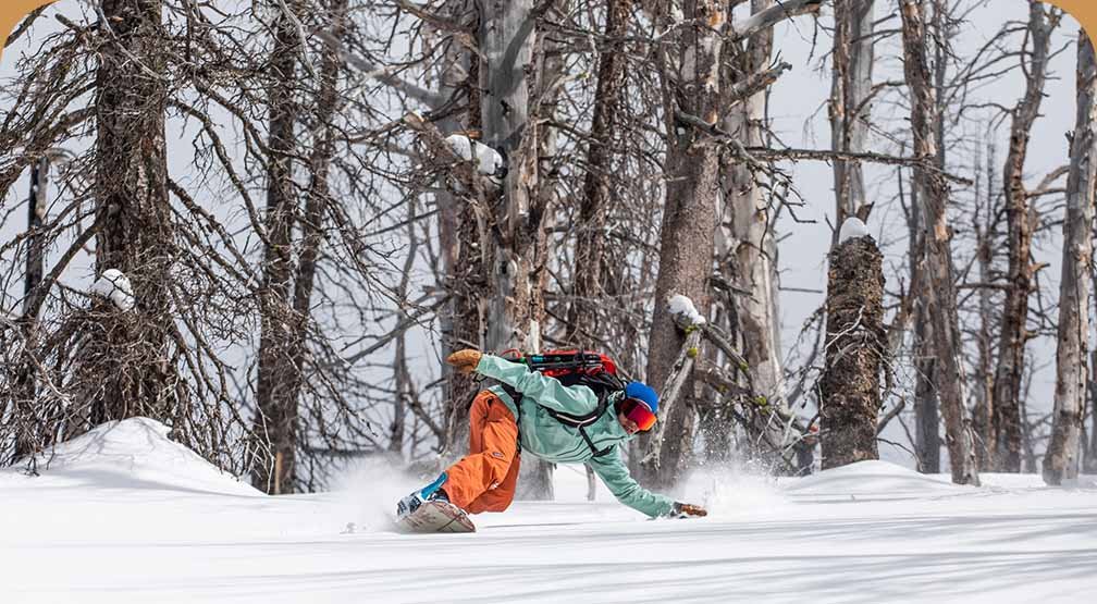 A snowboarder leans into a frontside turn on hardpacked snow in a forest of charred trees. 