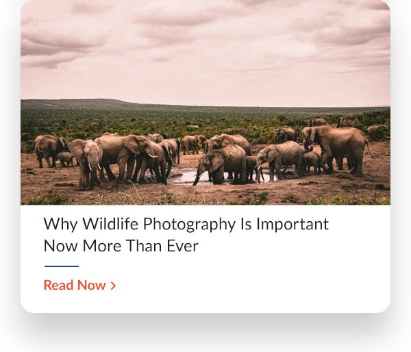 42 West Why Wildlife Photography Is Important Now More Than Ever 