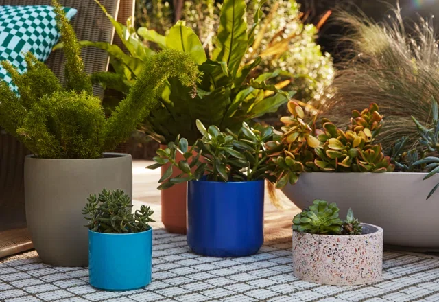 Be Bold: New Planters