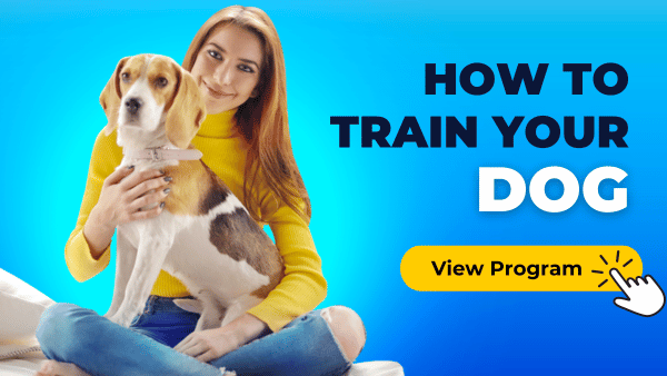 Dog training course