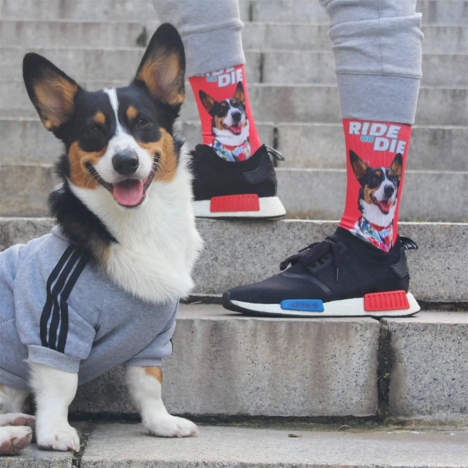 Image of Custom Pet Socks