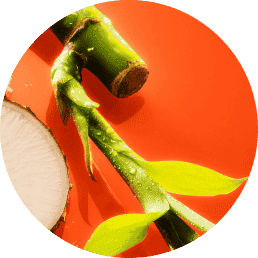 bamboo stem extract