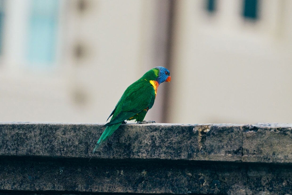 Lorikeet chilling