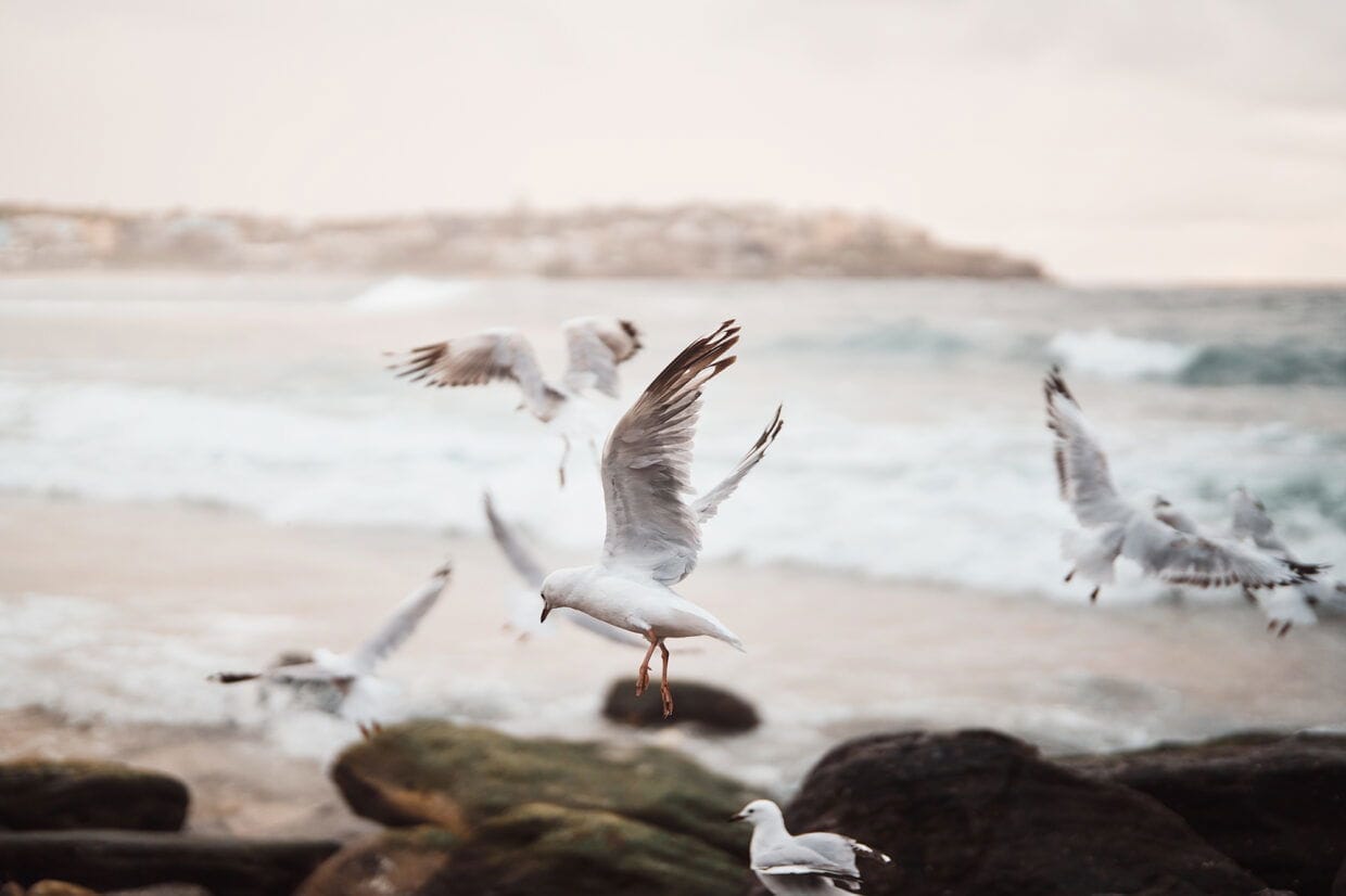 Seagulls not happy