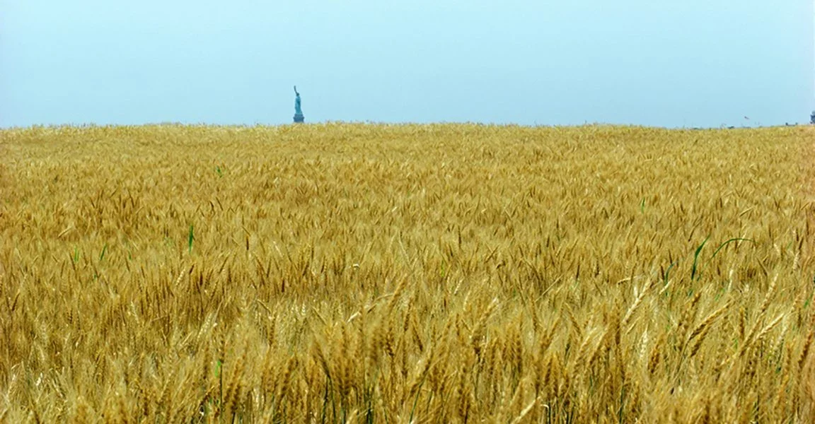 Agnes Denes’s Iconic Wheat Field Is Sprouting at Art Basel. Here Are 3 Things You Should Know About It