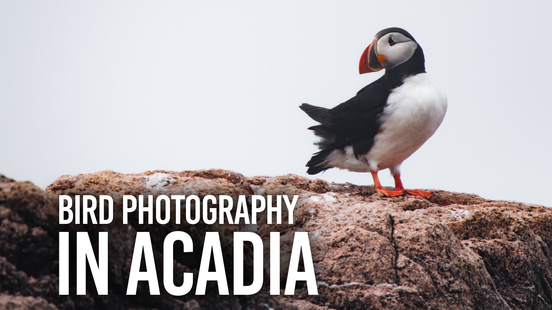 Acadia Bird Photography: The Basics, Part II