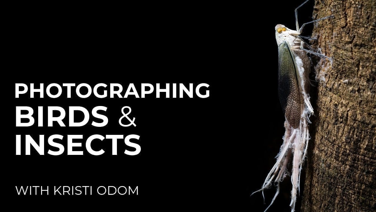 Photographing Birds & Insects in the Amazon, with Kristi Odom