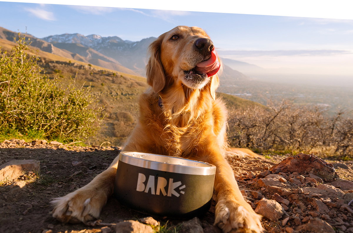 Claim Your Yeti Bowl