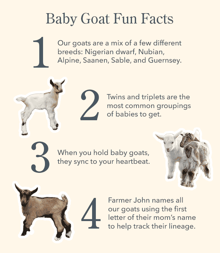 Baby Goat Fun Facts