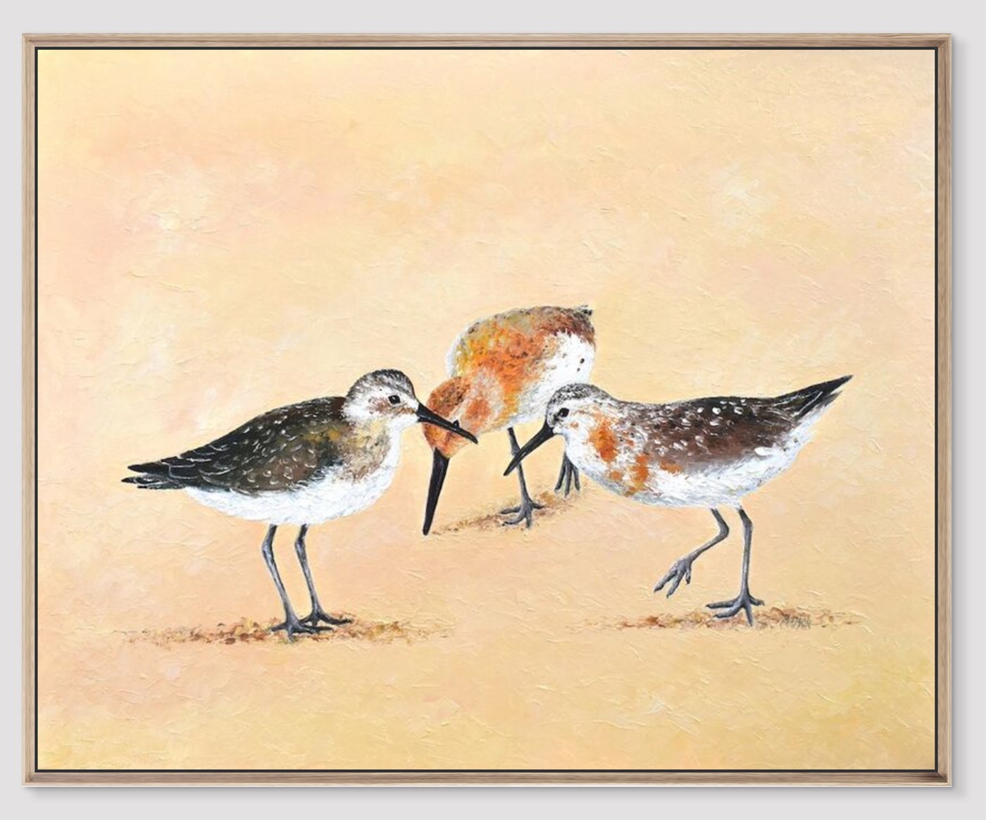 Jan MatsonCurlew Sandpipers