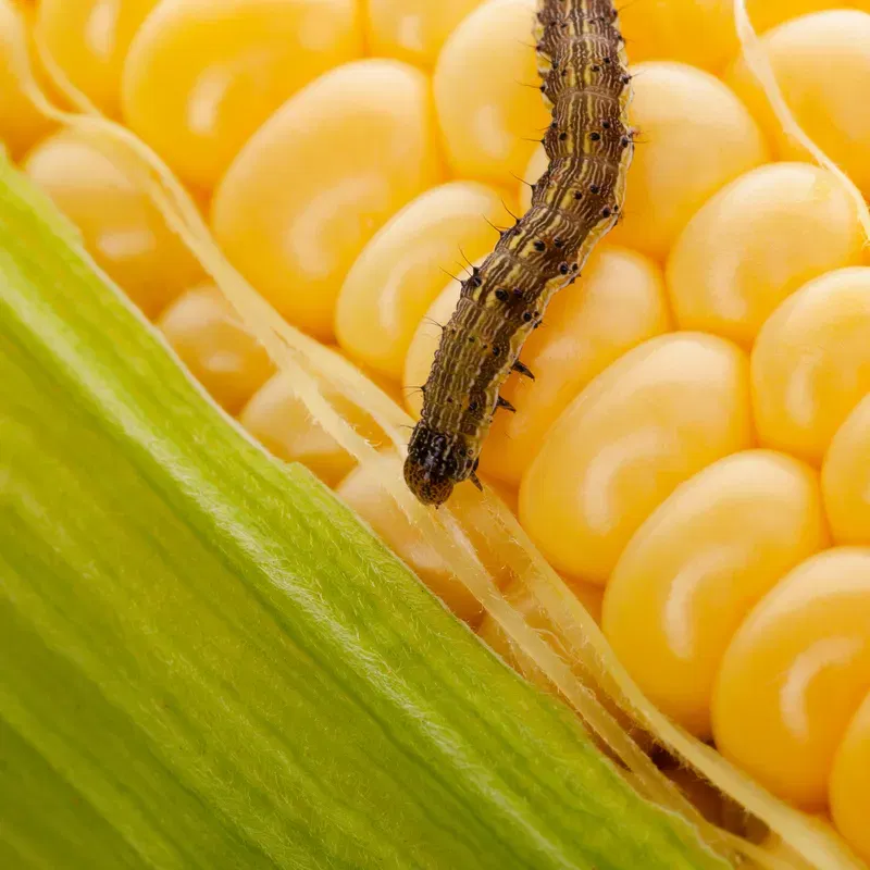 Worm on corn cob. Organic maize. Corn Harvest Affected By Worms.