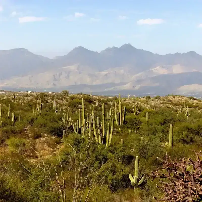 Saguaros and cholla in Saguaro National Park in Tucson, AZ on December 17th, 2021