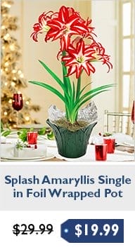 Splash Amaryllis Single