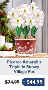 Picotee Amaryllis Single & Triple