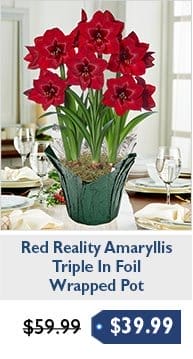Red Reality Amaryllis in Foil Wrapped Pot