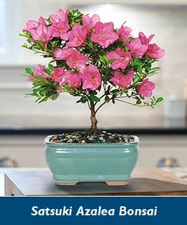 Satsuki Azalea Bonsai