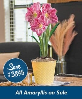 Candy Floss Amaryllis Single