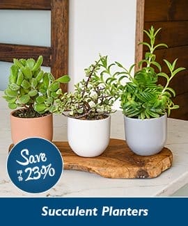 Succulent Planter Trio