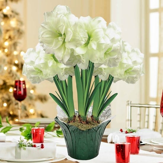 Alfresco Amaryllis in Foil Wrapped Pot