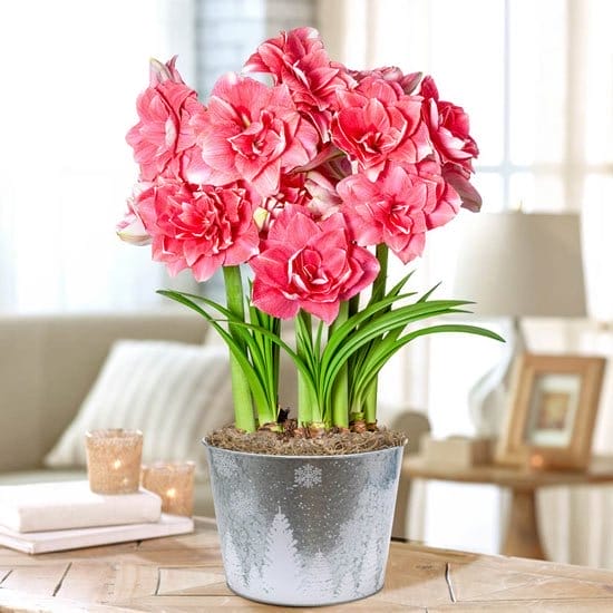 Double Dream Amaryllis Single & Triple