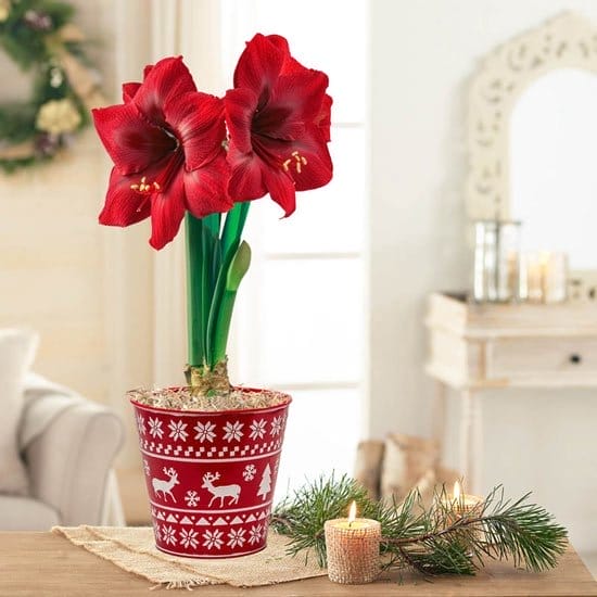 Karoo Amaryllis Single & Triple