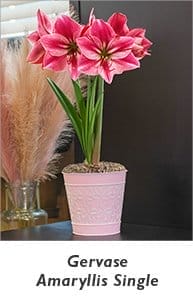 Gervase Amaryllis Single