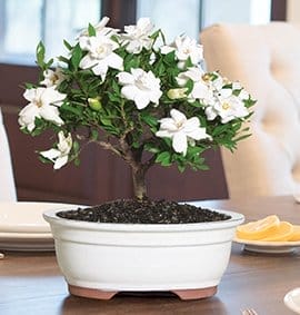 Gardenia Bonsai