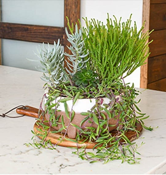 Succulent Dish Garden