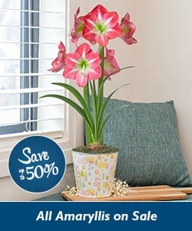 Amaryllis Lovers