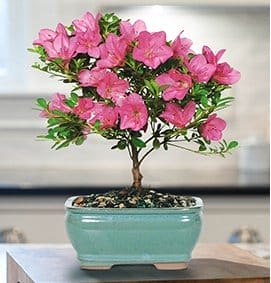 Satsuki Azalea Bonsai